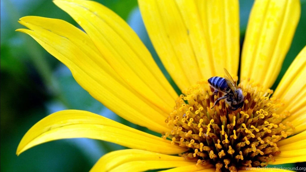 Flowers Wallpapers Download Free Desktop HD Wallpapers And Pictures