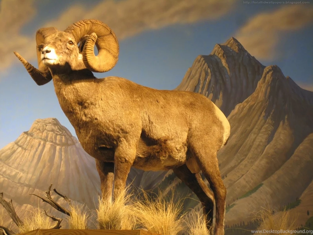 Bighorn Sheep Desktop Wallpapers , New Wallpapers, New Wallpapers