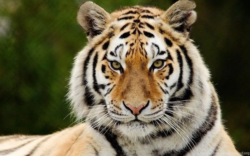 Big Cats Tiger Snout Glance Animals Wallpapers Free Desktop ...