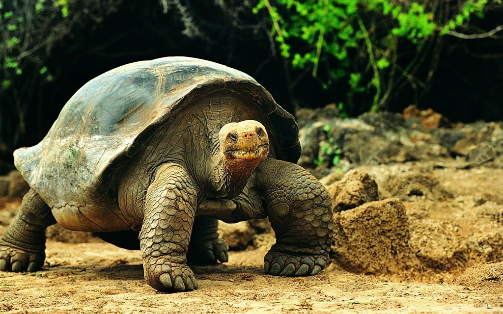 Turtle HD Wallpaper, Turtle Photo, New Wallpapers