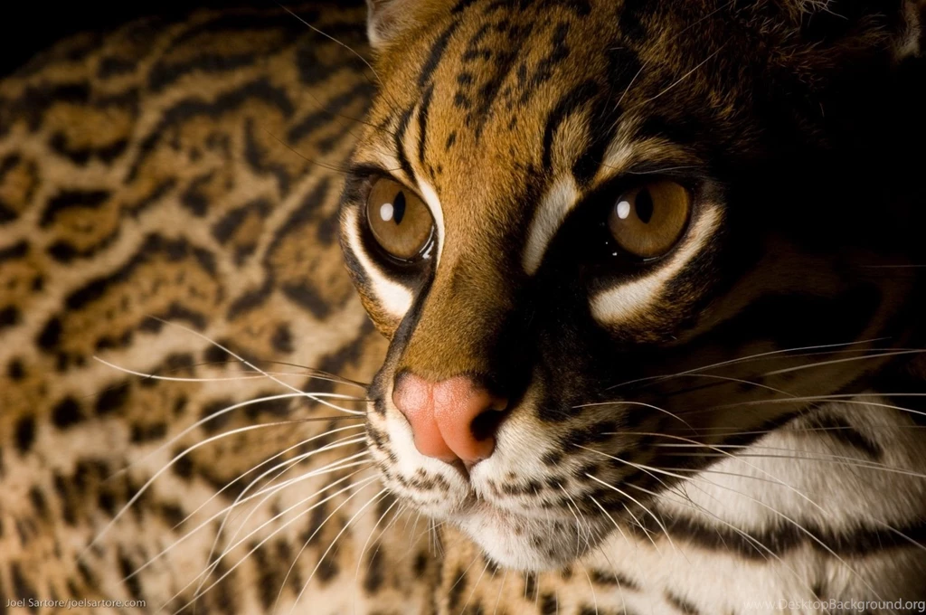 Cats: Big Cat Wildlife Leopard Cats Free Desktop Wallpapers For HD ...