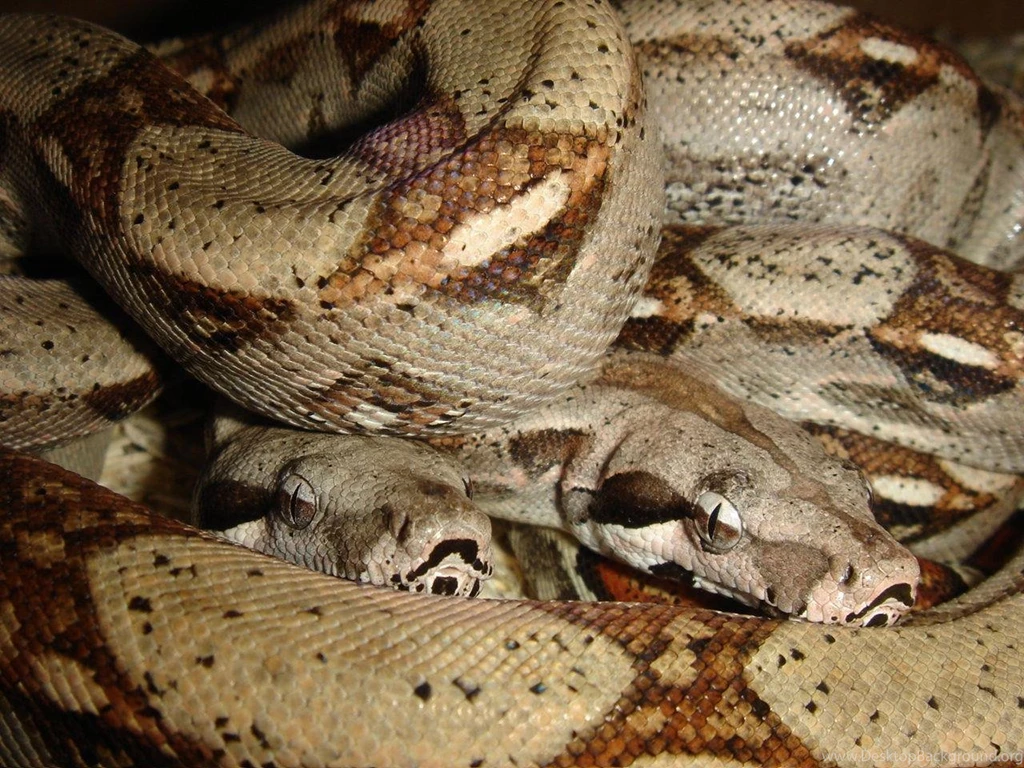 Free Wallpapers Boa Big Snake