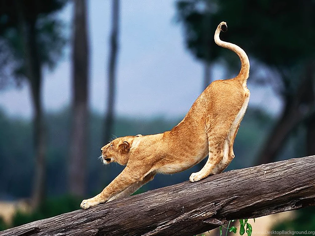 Desktop Wallpapers · Gallery · Animals · Big Cat