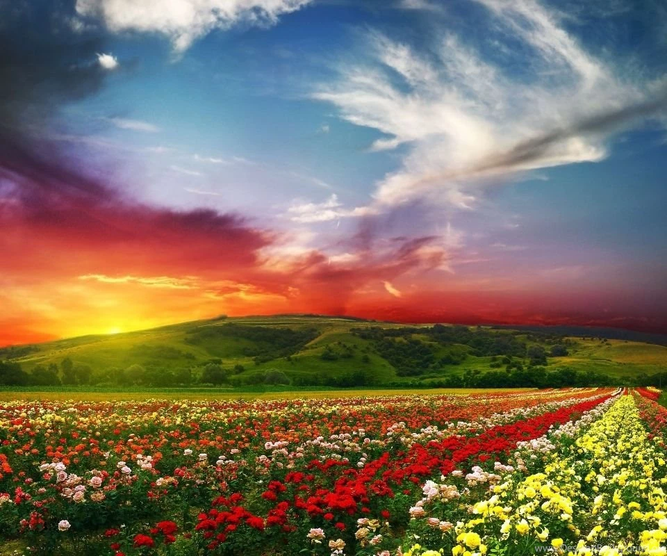 Android Phones Wallpapers: Android Wallpapers Nature