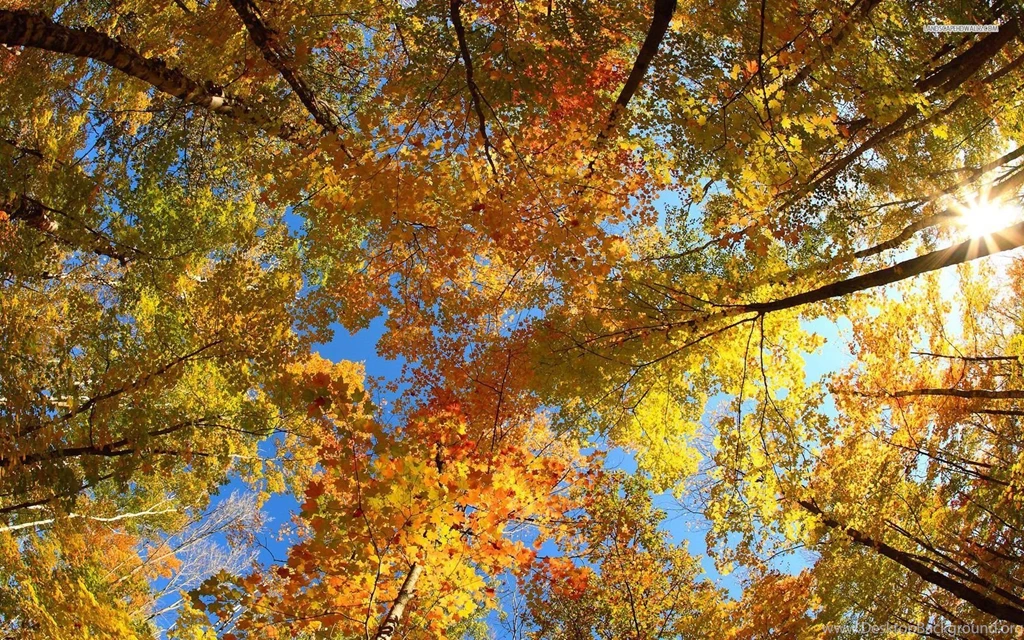 Golden Tree Tops Wallpapers