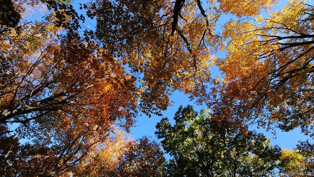Autumn Tree Tops Wallpapers Nature Wallpapers