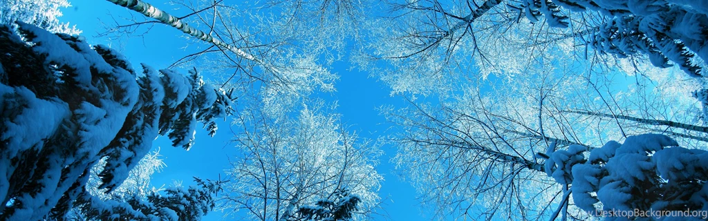 Tree Tops And Blue Sky iPhone Panoramic Wallpapers Download