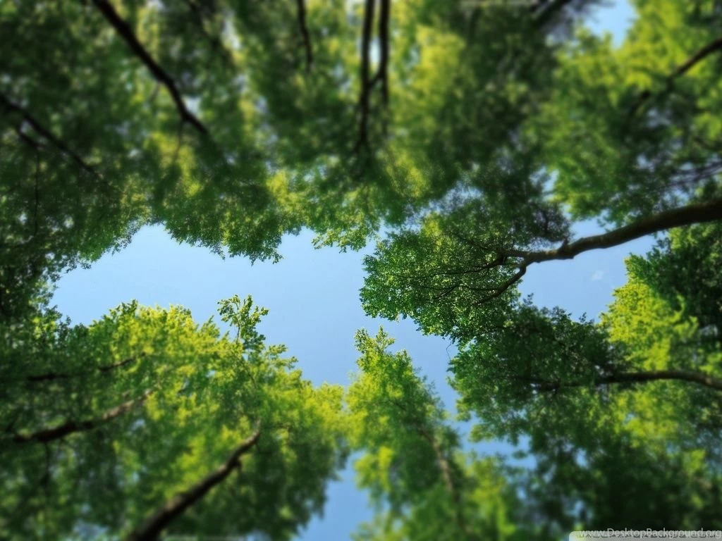 Tree Tops HD Desktop Wallpapers : High Definition : Fullscreen : Mobile