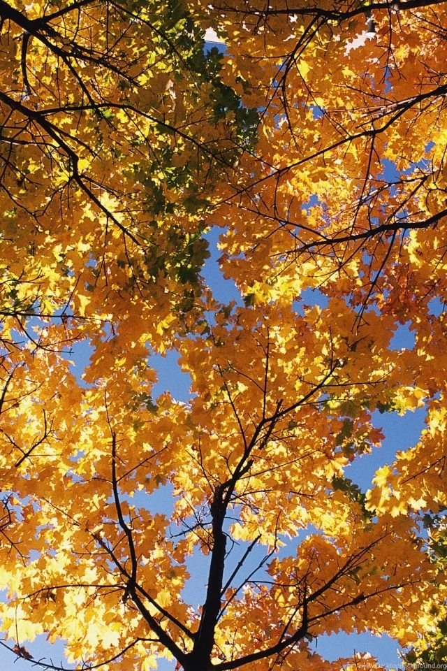 Download Wallpapers 640x960 Autumn, Trees, Crones, Leaves, Yellow ...