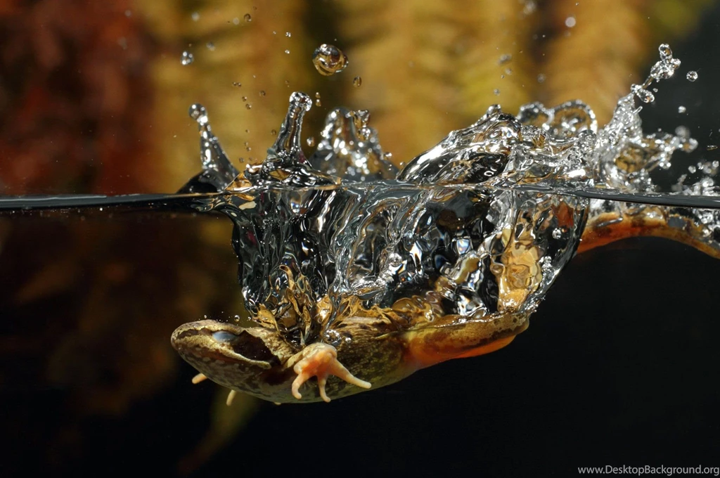 ChromeOS Wallpapers Download