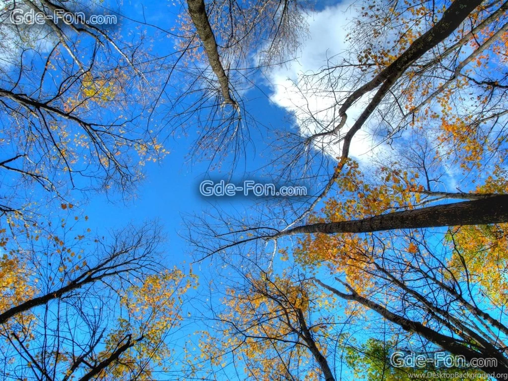 562405_nebo_verhushki_derevev_priroda_3648x2736_www.Gde Fon.com.jpg