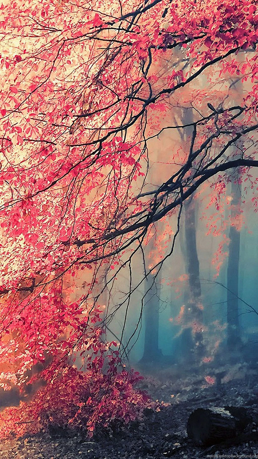 Fantasy Natural Lg G3 Wallpapers HD 1440x2560