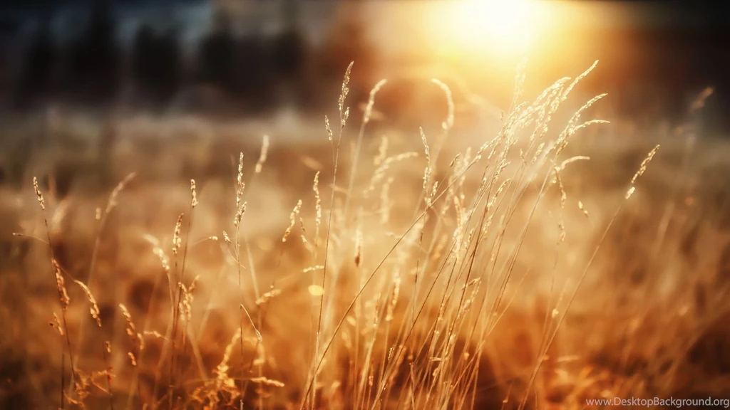 Good Morning Wallpapers HD Pictures