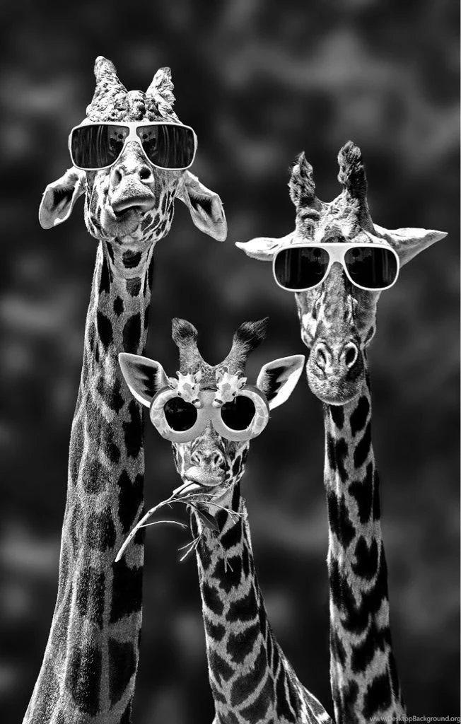 Cool Giraffes