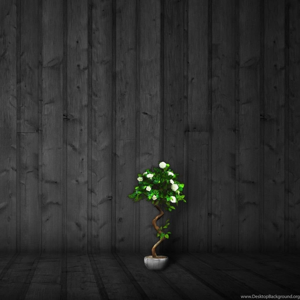 White Roses iPad Wallpapers Download