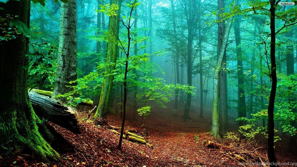 Nature Forest Hd Wallpapers 02 1532044