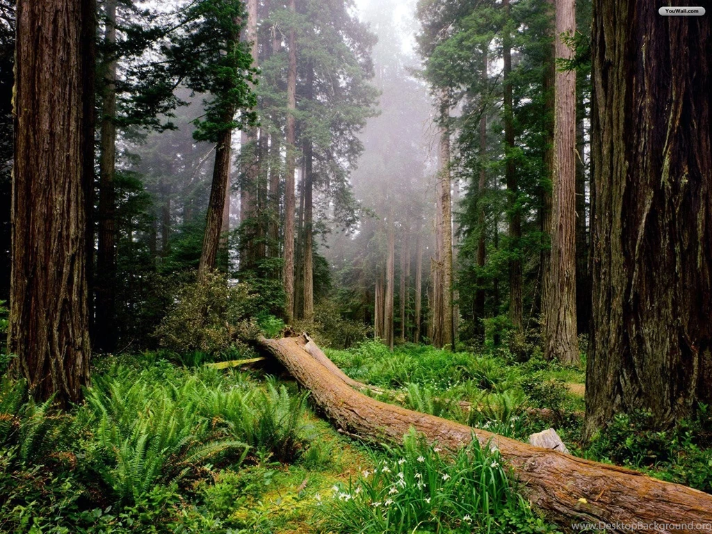 YouWall Green Forest Wallpapers Wallpaper,wallpapers,free ...