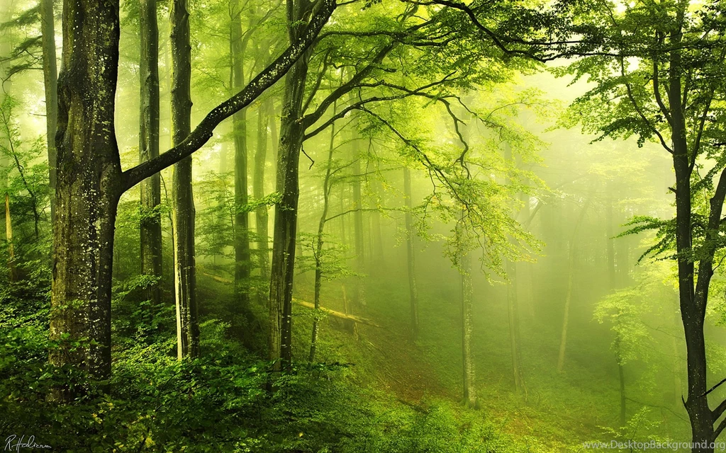 Gallery For Forest Photography Wallpapers