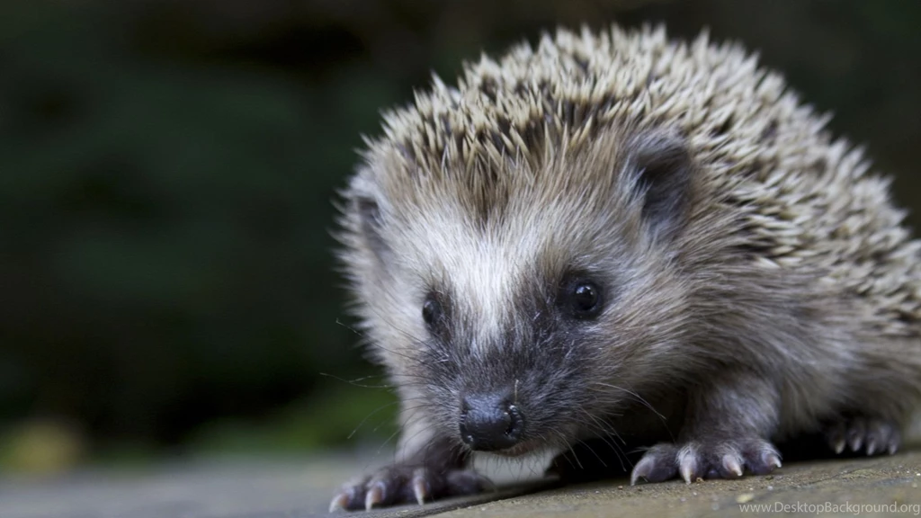 Gallery For   Hd Wallpapers 1080p Animals