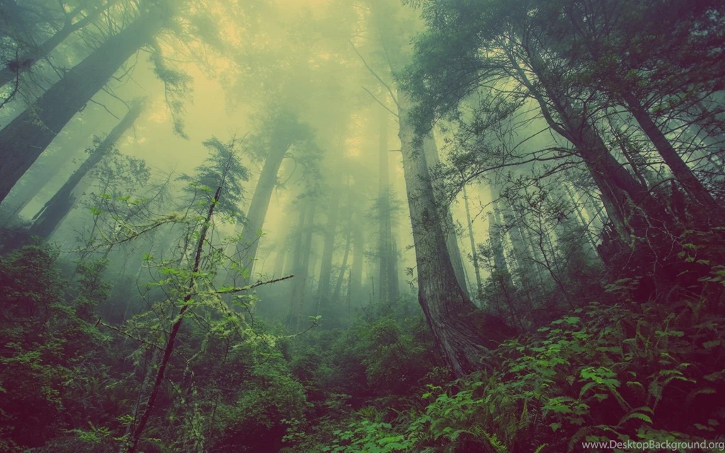 Dark Forest Wallpapers