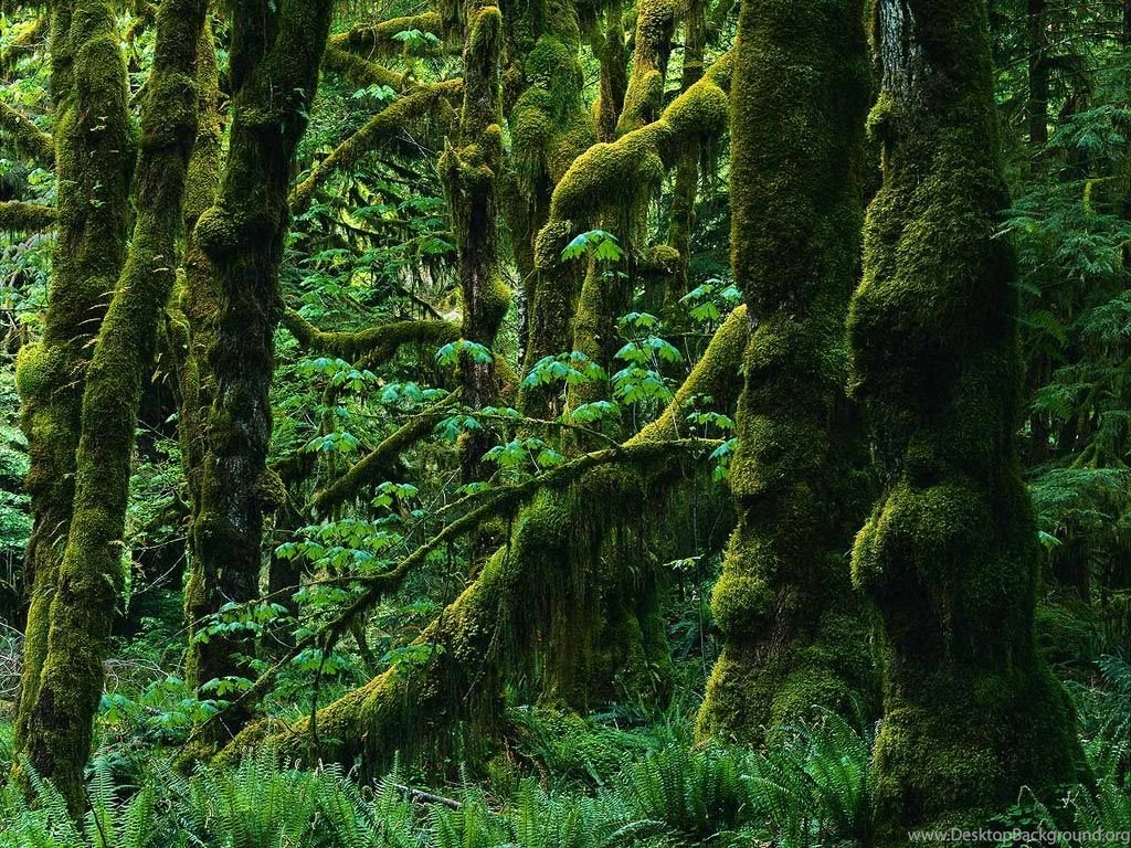 Major Moss Overgrowth: Nature: Forests Wallpapers Backgrounds Bandit