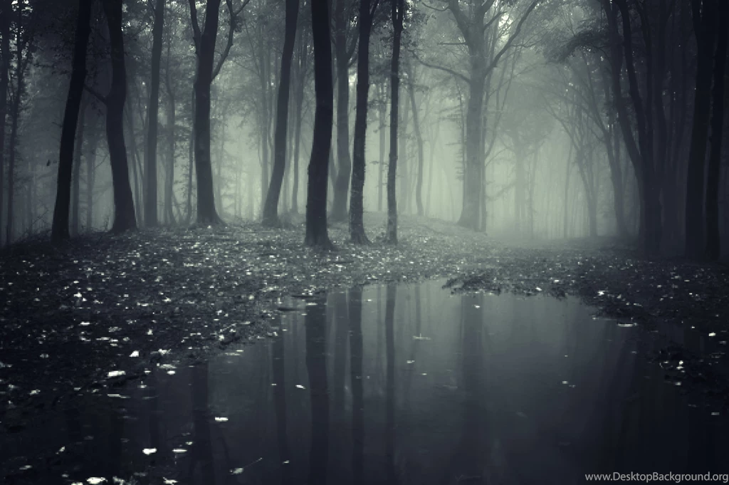 Forests Wallpapers
