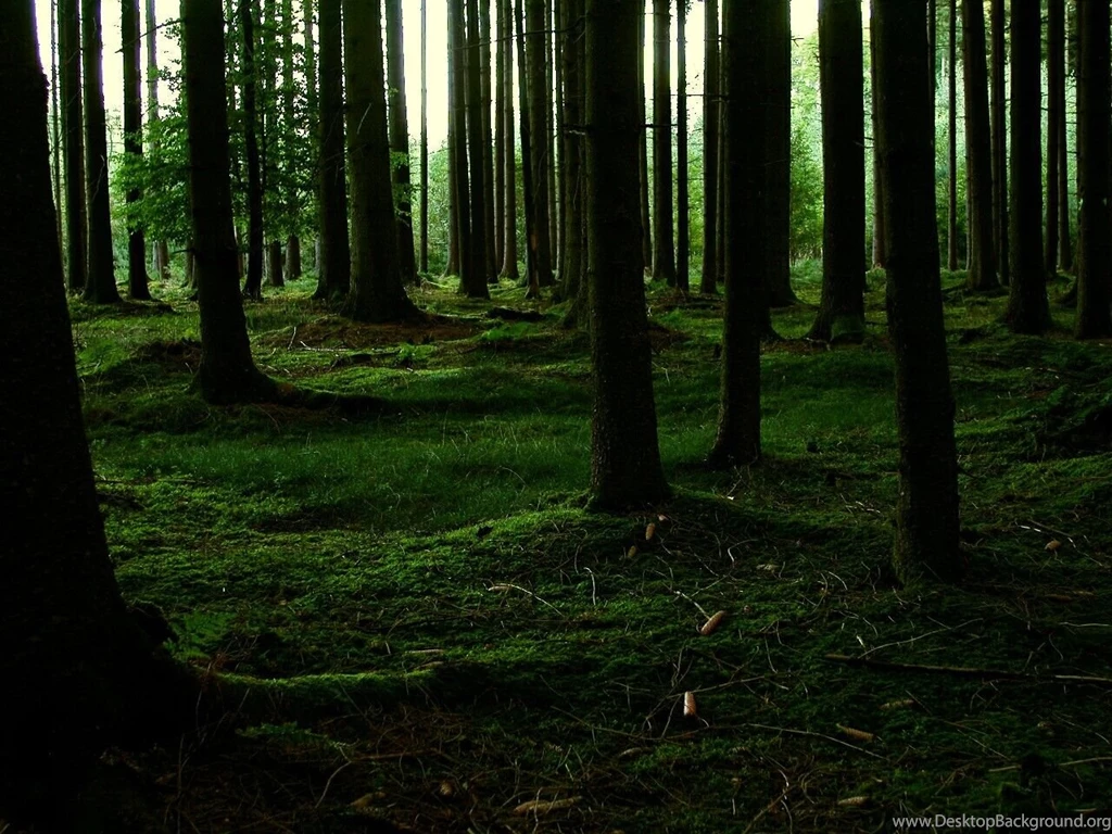 1283 Forest HD Wallpapers