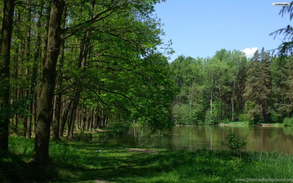 YouWall Green Forest And Lake Wallpapers Wallpaper,wallpapers ...