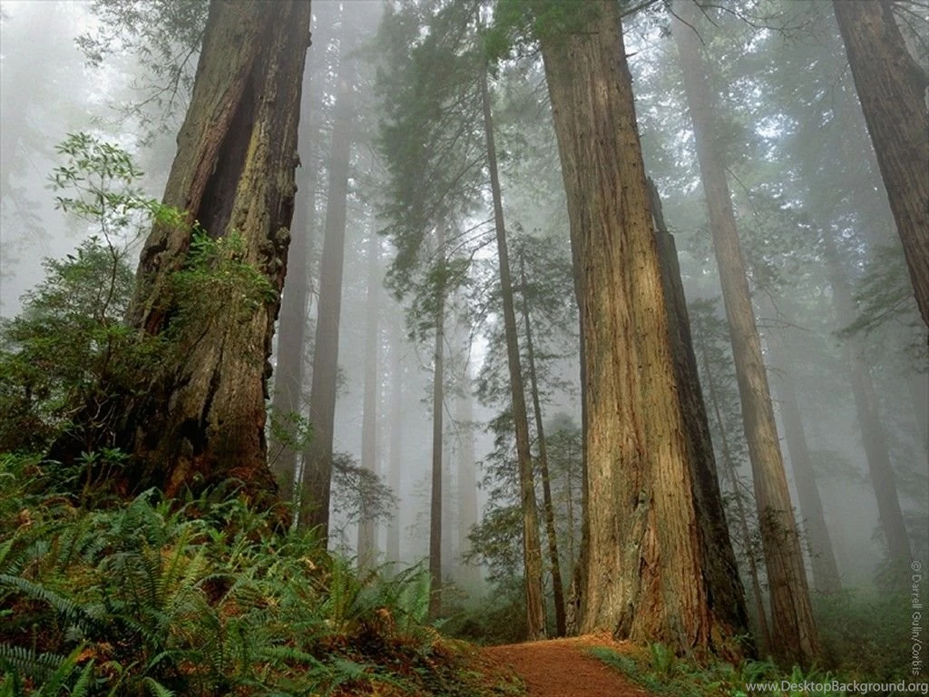 Forest: The Meaning Of The Dream In Which You See 'Forest'