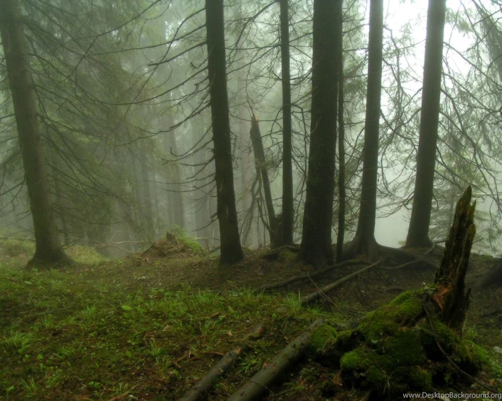 Fog Forests Moss Nature Trees Wallpapers (