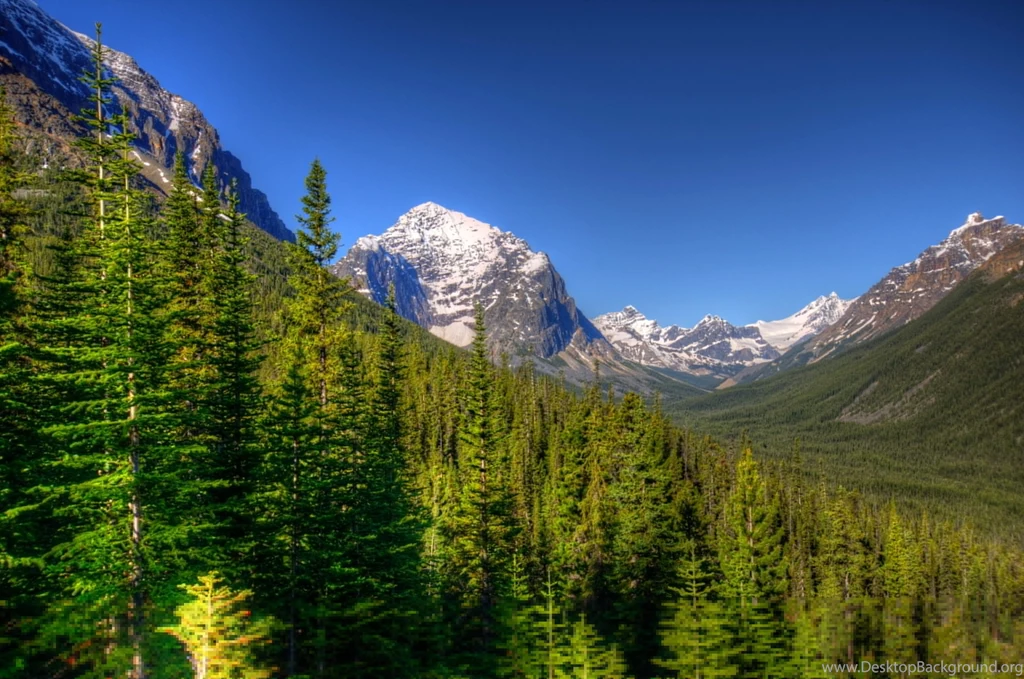 Forests Wallpapers