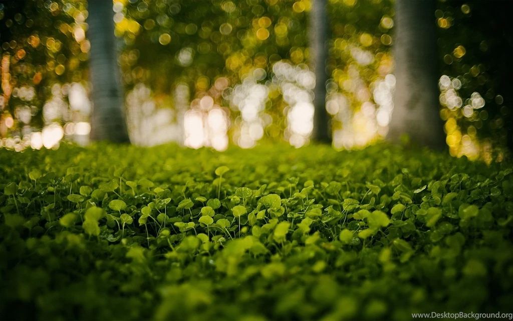 Superb Forest Wallpaper Laptop Image Mac Picture.jpg