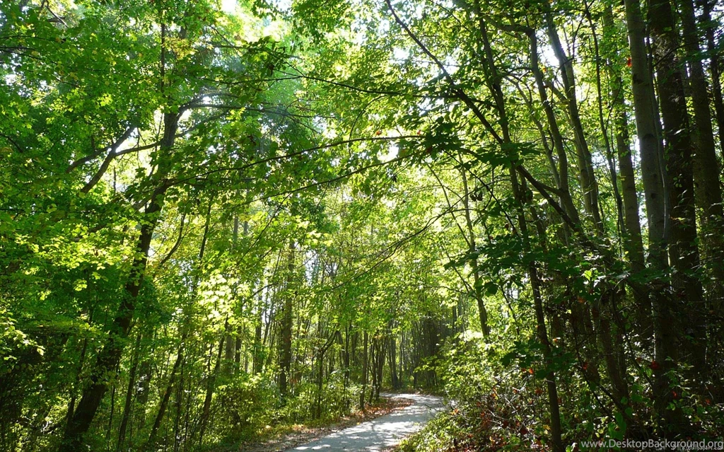 MLeWallpapers.com Sunlight On Wooded Path