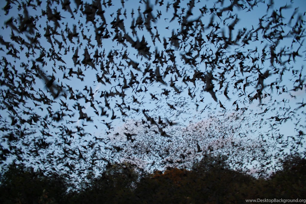 Bats Wallpapers