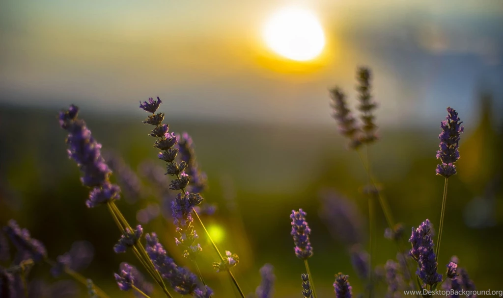 hd images sky fresh air organic widescreen download wallpapers organic download