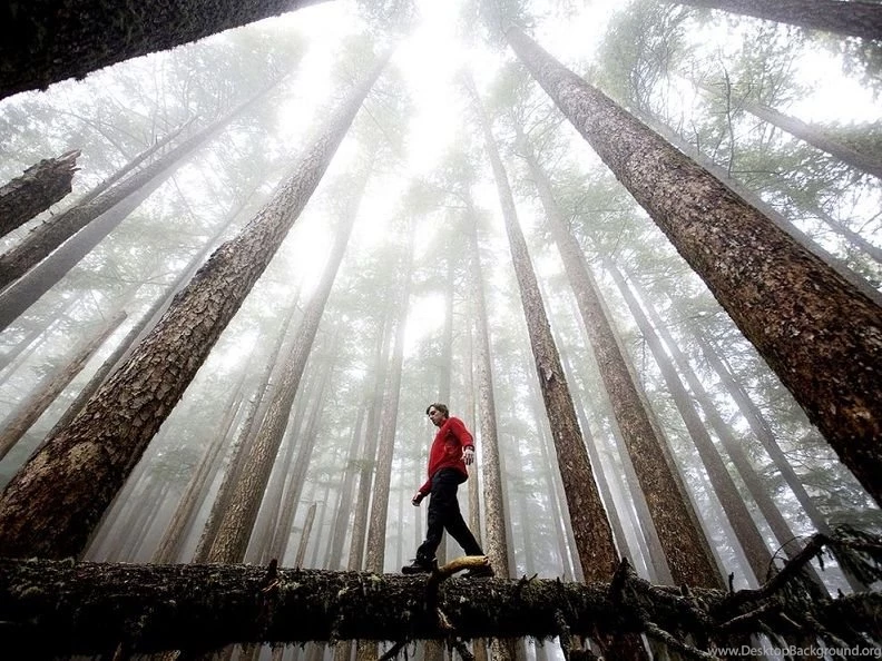 Entelehet Blog: 2010, Best Nature Wallpapers