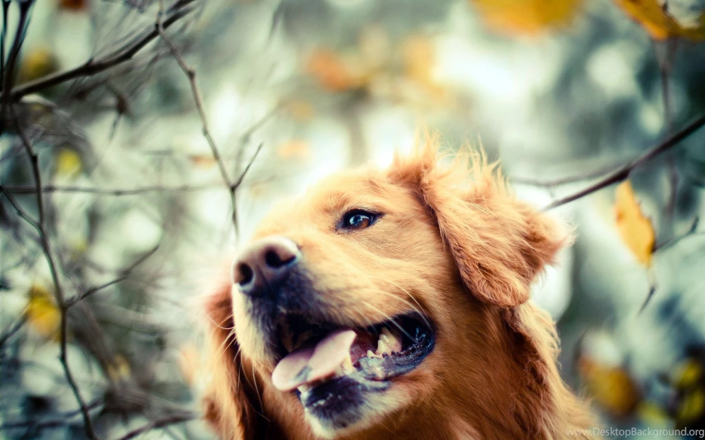 Golden Retriever Dog Wallpapers