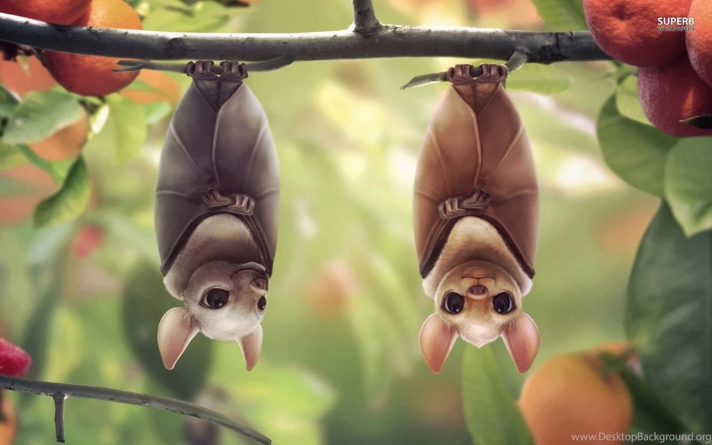 Hanging Bats Wallpapers Digital Art Wallpapers