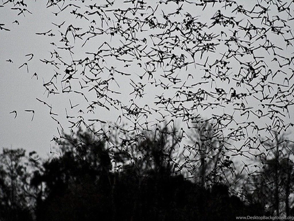 Birds Bats Bird Bat Fly Hd Wallpapers ~ Birds For HD 16:9 High ...