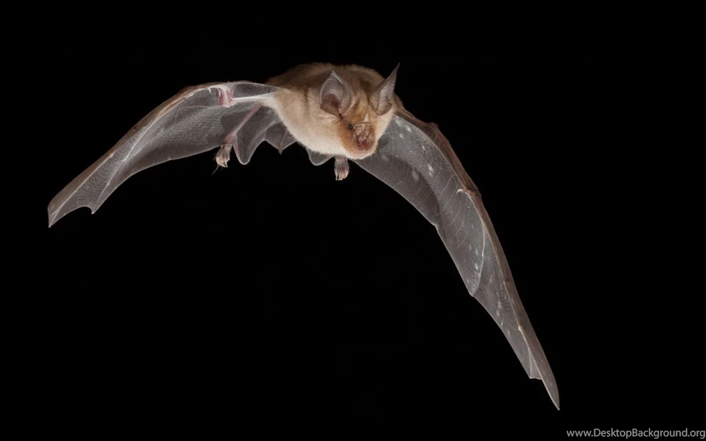 Bat Hd Wallpapers