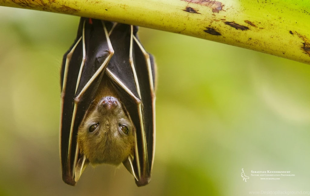 Free Nature Wallpapers For Download – Fruit Bat