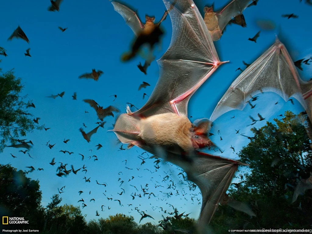 Mexican Free Tailed Bats Photo, Animal Migration Wallpapers ...