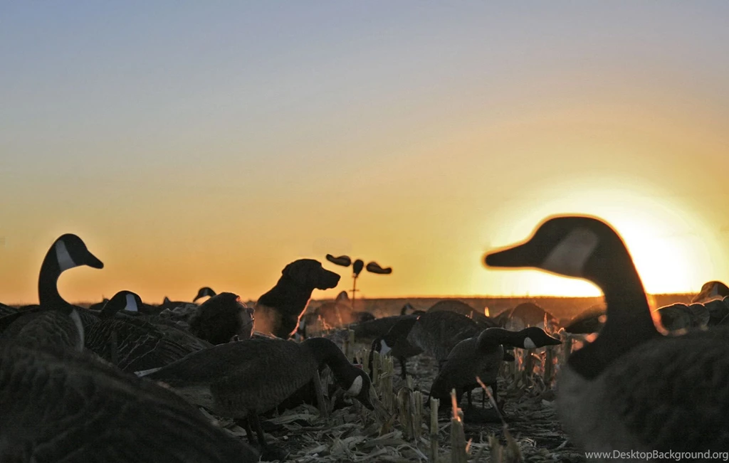 Duck Hunting HD Wallpaper, Duck Hunting Photos, New Wallpapers