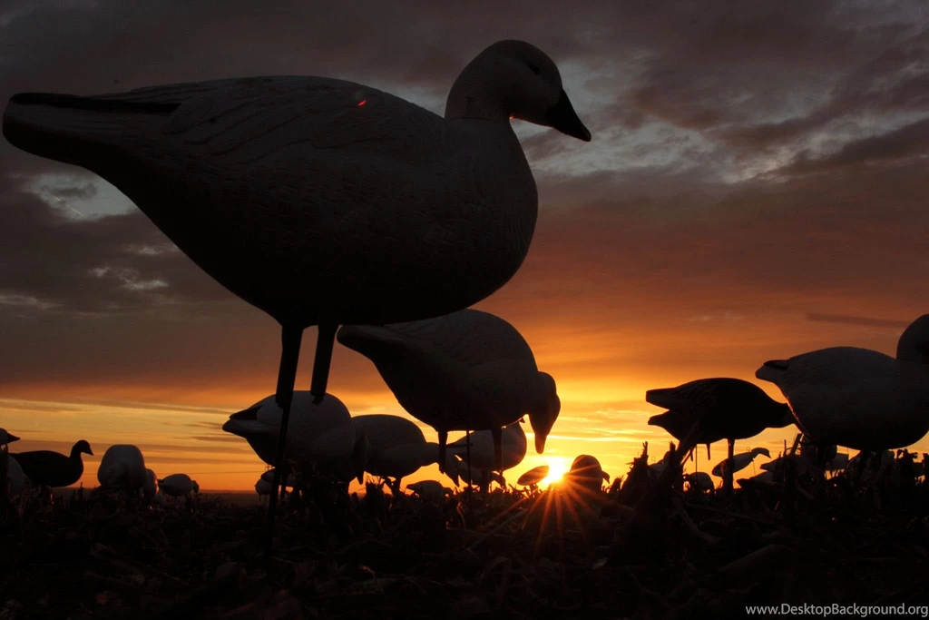 Snow Goose In New York