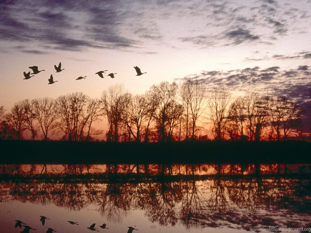 Canada geese migrating missouri.jpg
