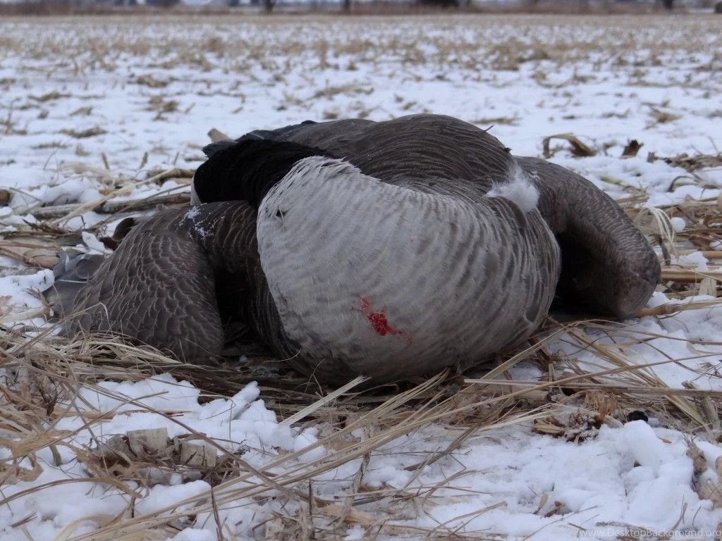 Goose Hunting Means Aerobics   NEBRASKALand Magazine