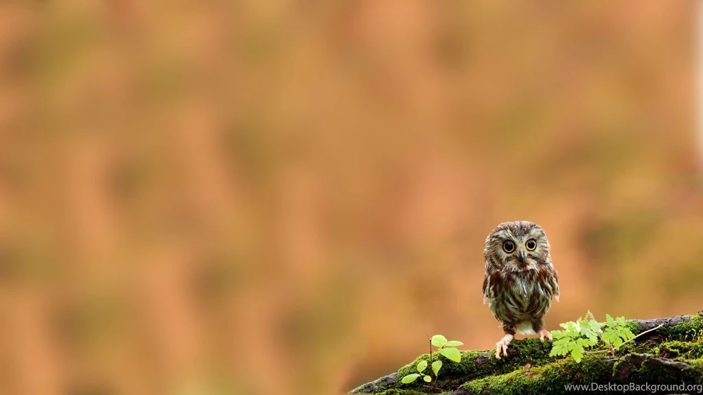 Birds: Young Owl Beautiful Bird Cute Sweet Wallpapers Pictures HD ...