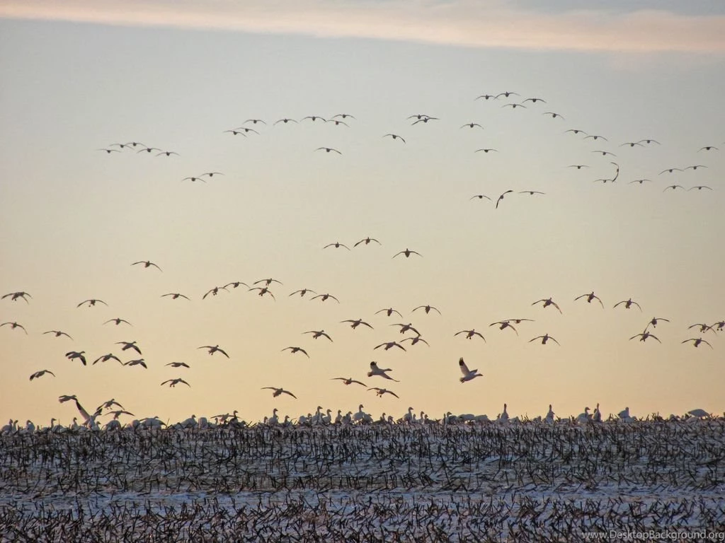 River Mud: January 2011