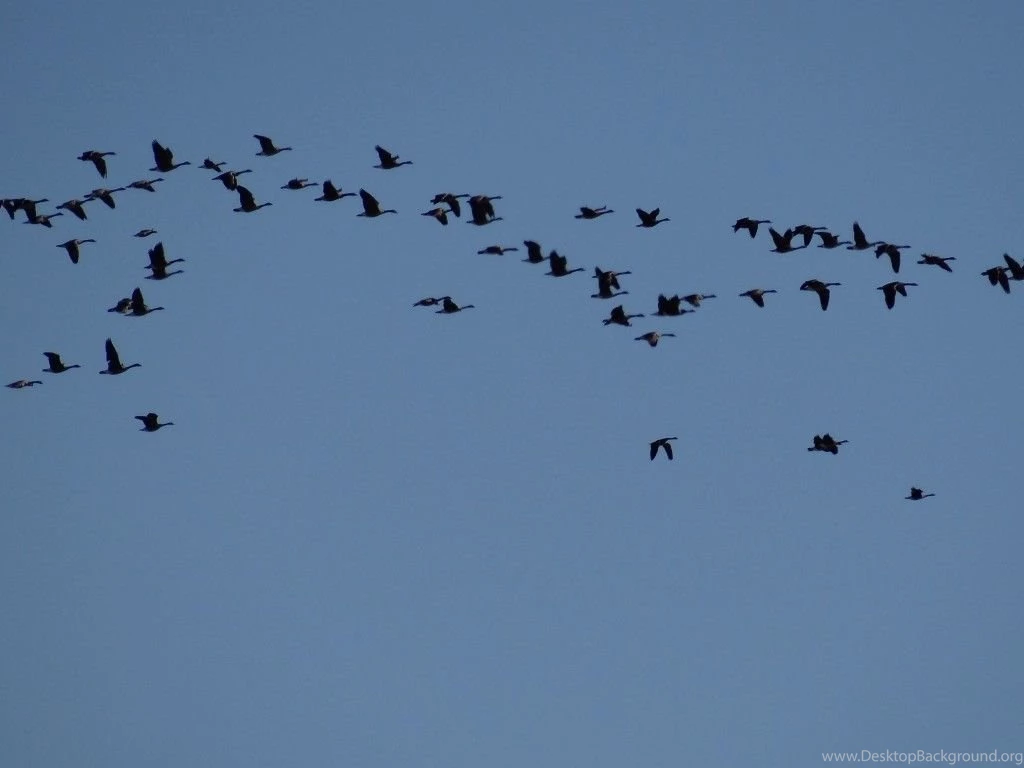 MORE CANADA GOOSE HUNTING PICS NEBRASKALand Magazine