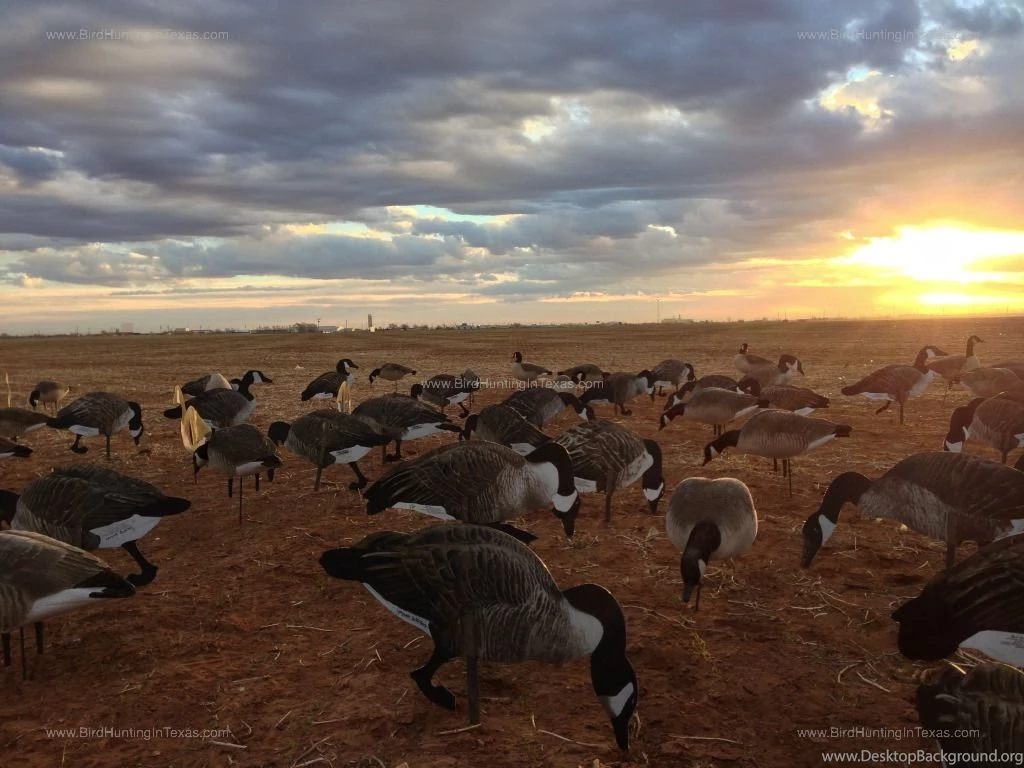 Bird Hunting In Texas Bird Hunting In Texas   Bird Hunting In Texas